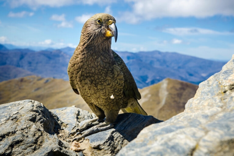 Papousek kea