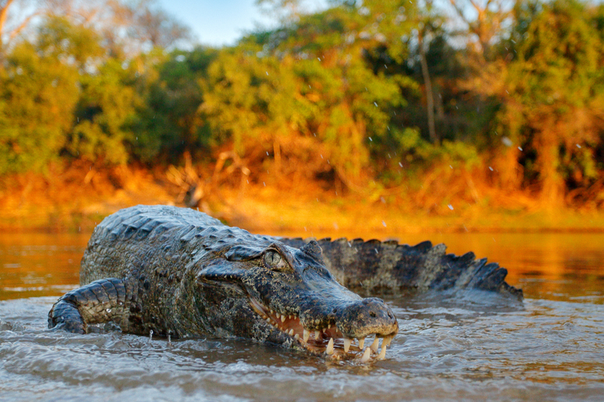 krokodyl v prirode