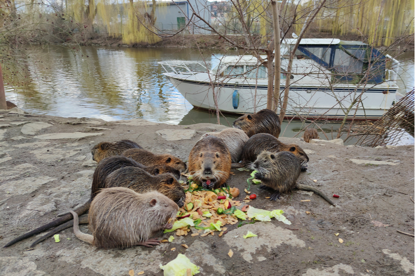 nutrie vltava