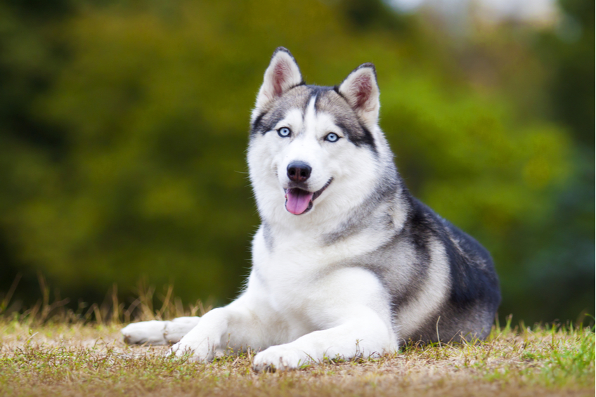 sibirsky husky