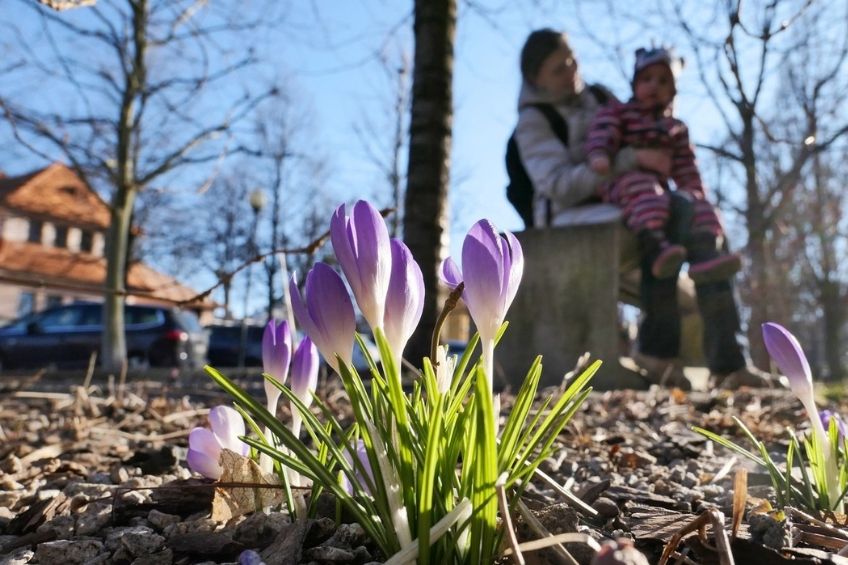 jaro pocasi kvetiny